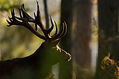 Red Deer (Cervus elaphus) male in the undergrowth, Boutissaint Forest, Yonne, Burgundy, France