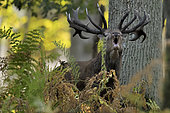 Red Deer (Cervus elaphus) male bellowing in the undergrowth, Boutissaint Forest, Yonne, Burgundy, France