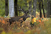 Red Deer (Cervus elaphus) male in the undergrowth, Boutissaint Forest, Yonne, Burgundy, France