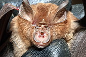 Lander's horseshoe bat (Rhinolophus landeri), Gabon