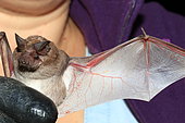 Litthe free tailed bat (Chaerephon pumilus), Gaboon