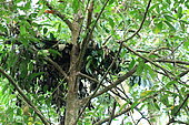 Nest of lowland gorilla (Gorilla gorilla gorilla) in a tree, Gabon