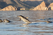 Short-beaked common dolphin (Delphinus delphis), Loreto Bay National Marine Park, Loreto, Gulf of California (also known as the Sea of Cortez or Sea of Cortés, Baja California Sur, Mexico