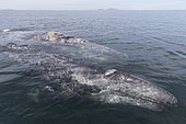 Gray Whale (Eschrichtius robustus), mother and baby, Magdalena Bay (Madelaine Bay), Puerto San Carlos, Baja California Sur, Mexico