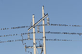 Brewer’s Blackbird » (Euphagus cyanocephalus), group on electric wire, Baja California Sur, Mexico