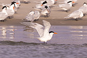 Royal tern (Thalasseus maximus), bathing the beach, Magdalena Bay (Madelaine Bay), Puerto San Carlos, Baja California Sur, Mexico