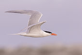 Royal tern (Thalasseus maximus), in flight, Magdalena Bay (Madelaine Bay), Puerto San Carlos, Baja California Sur, Mexico