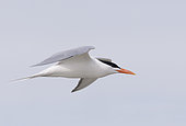 Royal tern (Thalasseus maximus), in flight, Magdalena Bay (Madelaine Bay), Puerto San Carlos, Baja California Sur, Mexico
