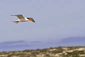 Royal tern (Thalasseus maximus), in flight, Magdalena Bay (Madelaine Bay), Puerto San Carlos, Baja California Sur, Mexico