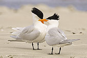Royal tern (Thalasseus maximus), Courtship ritual, Magdalena Bay (Madelaine Bay), Puerto San Carlos, Baja California Sur, Mexico