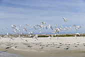 Royal tern (Thalasseus maximus), group on the beach, Magdalena Bay (Madelaine Bay), Puerto San Carlos, Baja California Sur, Mexico
