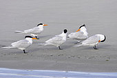 Royal tern (Thalasseus maximus), Courtship ritual, Magdalena Bay (Madelaine Bay), Puerto San Carlos, Baja California Sur, Mexico