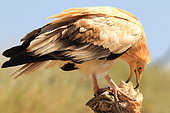Egyptian Vulture (Neophron percnopterus) eating a chick