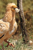 Egyptian Vulture (Neophron percnopterus) breaking an ostrich egg