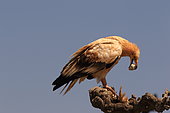 Egyptian Vulture (Neophron percnopterus) breaking an ostrich egg