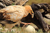 Egyptian Vulture (Neophron percnopterus) breaking an ostrich egg