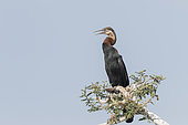 African darter (Anhinga rufa), perched on a branch of a tree, Ziway lake, Rift Valley, Ethiopia