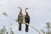African darter (Anhinga rufa), perched on a branch of a tree, Ziway lake, Rift Valley, Ethiopia