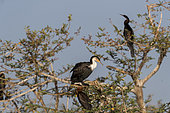 White-breasted Cormorant (Phalacrocorax lucidus) and African darter (Anhinga rufa), colony, perched on a tree, Ziway lake, Rift Valley, Ethiopia,