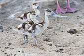 Egyptian goose (Alopochen aegyptiaca) with chicks on rock, Ziway lake, Rift Valley, Ethiopia