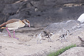 Egyptian goose (Alopochen aegyptiaca) with chicks on rock, Ziway lake, Rift Valley, Ethiopia