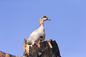 Egyptian goose (Alopochen aegyptiaca), in a tree, Ziway lake, Rift Valley, Ethiopia