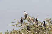 White-breasted Cormorant (Phalacrocorax lucidus) and African darter (Anhinga rufa), colony, perched on a tree, Ziway lake, Rift Valley, Ethiopia