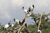 African sacred ibis (Threskiornis aethiopicus), perched on a tree, Ziway lake, Rift Valley, Ethiopia