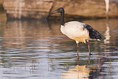 African sacred ibis (Threskiornis aethiopicus), looking for food in the water, Ziway lake, Rift Valley, Ethiopia