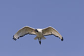 African sacred ibis (Threskiornis aethiopicus), in flight, Ziway lake, Rift Valley, Ethiopia