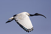 African sacred ibis (Threskiornis aethiopicus), in flight, Ziway lake, Rift Valley, Ethiopia