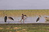 Marabou stork (Leptoptilos crumenifer) and running child, Ziway lake, Rift Valley, Ethiopia