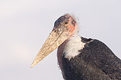 Portrait of Marabou stork (Leptoptilos crumenifer), on the ground, Ziway lake, Rift Valley, Ethiopia