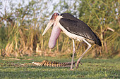 Marabou stork (Leptoptilos crumenifer), on the ground, Ziway lake, Rift Valley, Ethiopia