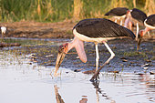 Marabou stork (Leptoptilos crumenifer), looking for food in the water, Ziway lake, Rift Valley, Ethiopia