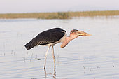 Marabou stork (Leptoptilos crumenifer), looking for food in the water, Ziway lake, Rift Valley, Ethiopia