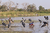 Marabou stork (Leptoptilos crumenifer) around fishermen boats, they are waiting for the remains of fish thrown by the fishermen, Ziway lake, Rift Valley, Ethiopia,