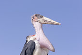 Portrait of Marabou stork (Leptoptilos crumenifer), perched on a branch, Ziway lake, Rift Valley, Ethiopia