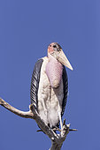 Marabou stork (Leptoptilos crumenifer), perched on a branch, Ziway lake, Rift Valley, Ethiopia