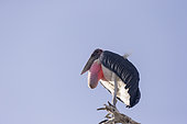 Marabou stork (Leptoptilos crumenifer), perched on a branch, Ziway lake, Rift Valley, Ethiopia