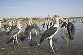 Marabou stork (Leptoptilos crumenifer) around fishermen boats, they are waiting for the remains of fish thrown by the fishermen, Ziway lake, Rift Valley, Ethiopia,