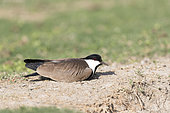 Spur-winged lapwing or spur-winged plover (Vanellus spinosus), Ziway lake, Rift Valley, Ethiopia
