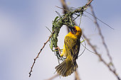 Village weaver (Ploceus cucullatus), building the nest, Ziway lake, Rift Valley, Ethiopia