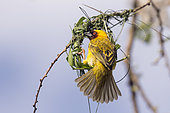 Village weaver (Ploceus cucullatus), building the nest, Ziway lake, Rift Valley, Ethiopia