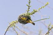 Village weaver (Ploceus cucullatus), building the nest, Ziway lake, Rift Valley, Ethiopia