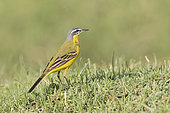 Yellow Wagtail (Motacilla (lava flava), on the ground, hunting insects, Ziway lake, Rift Valley, Ethiopia