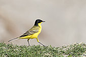 Yellow Wagtail (Motacilla flava feldegg), on the ground, hunting insects, Ziway lake, Rift Valley, Ethiopia