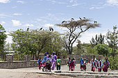 Nests of Marabou stork (Leptoptilos crumenifer) on the trees in town, Ziway lake, Rift Valley, Ethiopia,