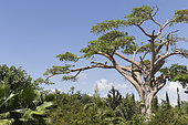 Baobab (Adansonia digitata) in the Haile Resort, Ziway lake, Rift Valley, Ethiopia
