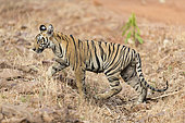 Bengal tiger (Panthera tigris tigris), young, Tadoba national park, Tadoba Andhari Tiger Reserve, Maharashtra, India